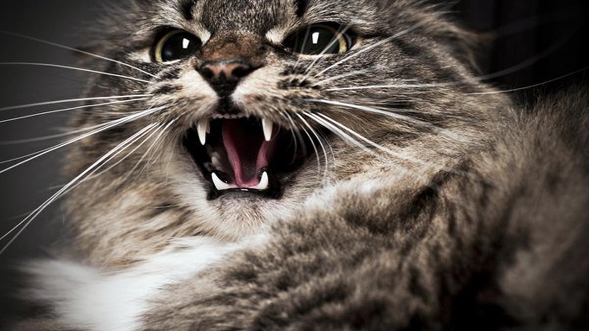 злая кошка Британка из-за царапины кота лишилась пальца и могла умереть