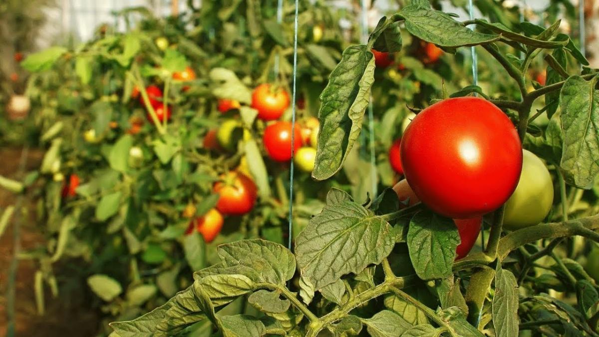 Мощная подкормка помидоров чтобы лучше плодоносили: эффективное удобрение томатов для увеличения урожайности