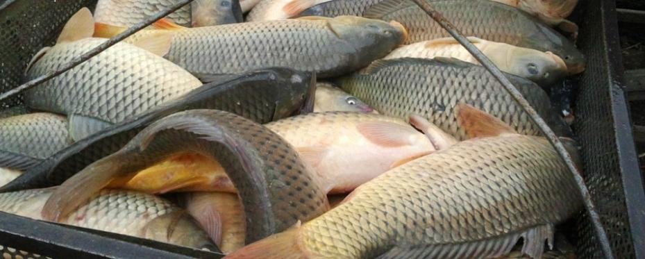 В Астраханской области обнаружены тонны непонятной рыбы