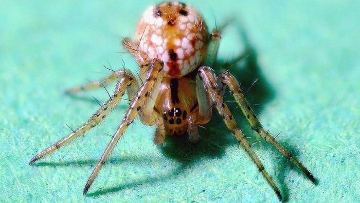 паук-пращник Самое быстрое существо на нашей планете, назвали учёные