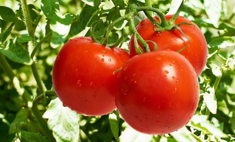 Лучшие сорта томатов: какие семена выбрать для рассады в 2018 году