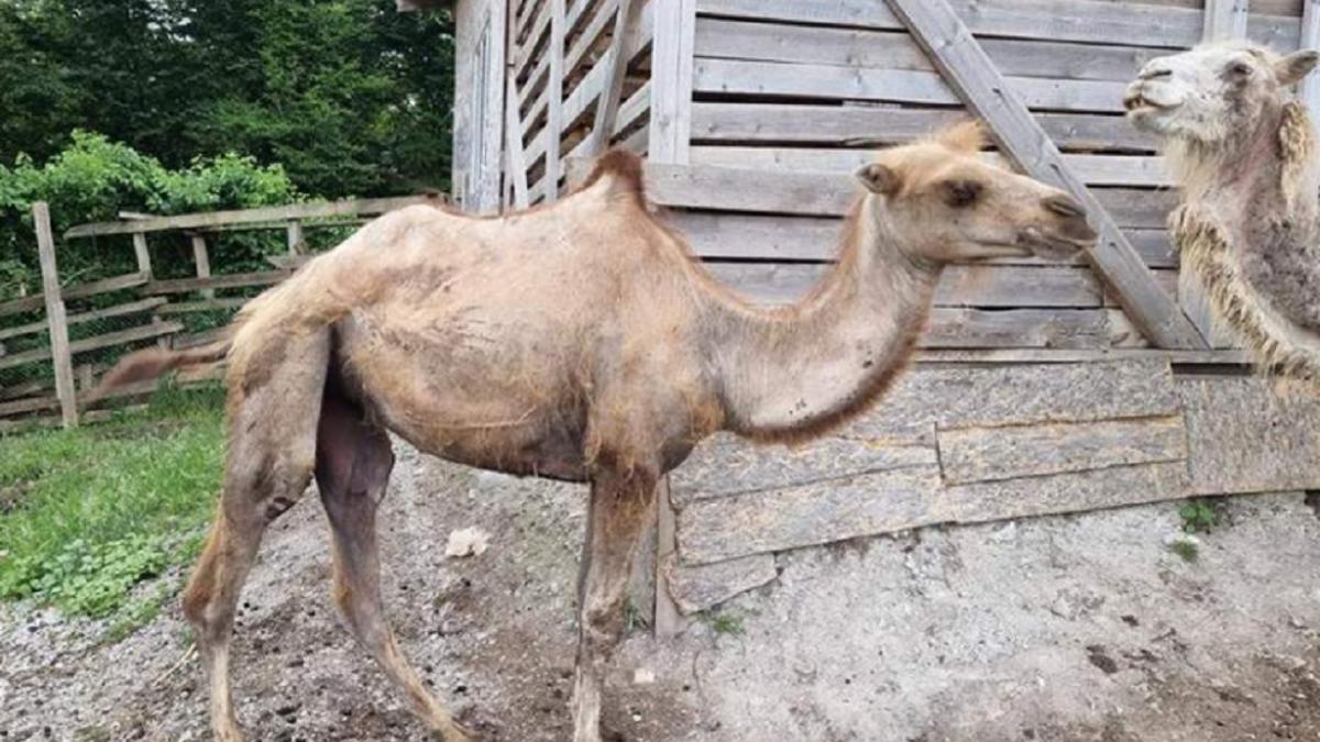 Истощенные верблюды в Сочи Верблюды в Сочи