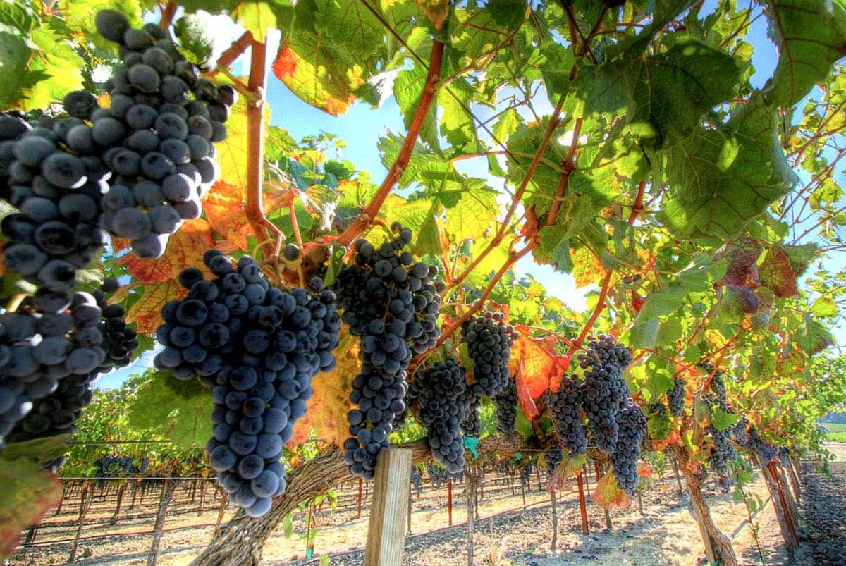 Виноградные плантации в Крыму
