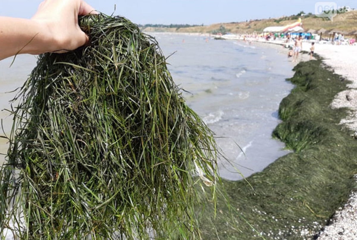 водоросли черного моря