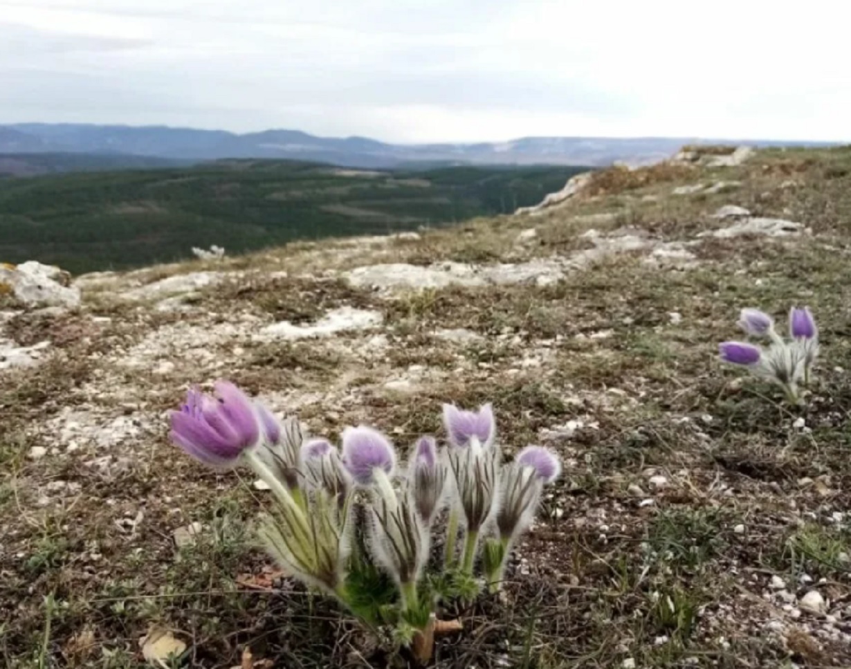 Погода в районах крыма. Крым степные и Предгорный районы. Предгорная степь Крыма. Степной Крым в апреле. Заморозки в Крыму.