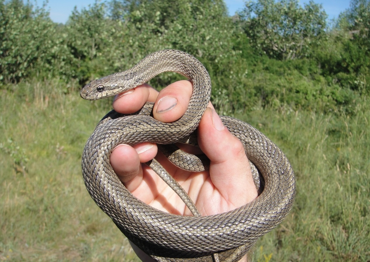 Змеи краснодарского края с фото